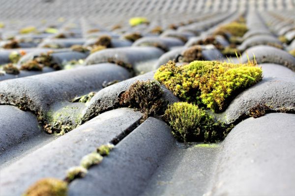 Roof Cleaning Services 1 1