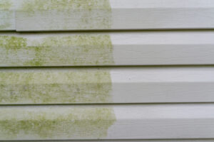 The Science of Algae, Mold, and Lichen: Why Power Washing Is Essential to Prevent It